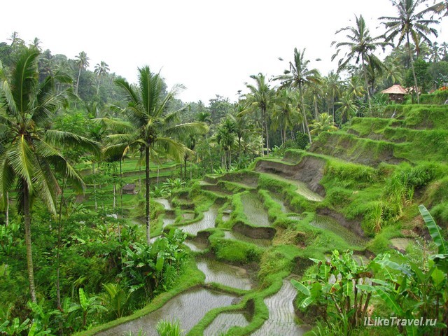 Рисовые террасы, Бали, Индонезия